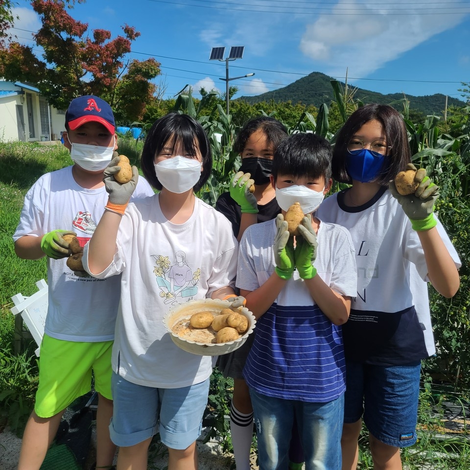 7월 16일 오산초등학교 '자연산 농장'에서 감자 수확