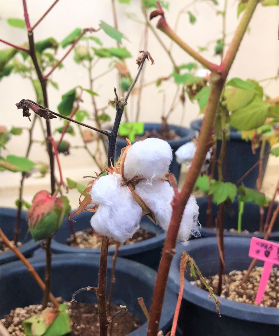            하얀 목화꽃은 안에 씨를 가지고 있다. 3일 정도 말렸다가 다음 해에 다시 심을 수 있다.