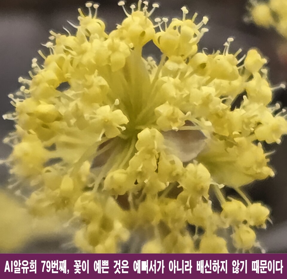 꽃이 예쁜 건 예뻐서가 아니라, 배신하지 않아서 - 일반 | 코리아NEWS