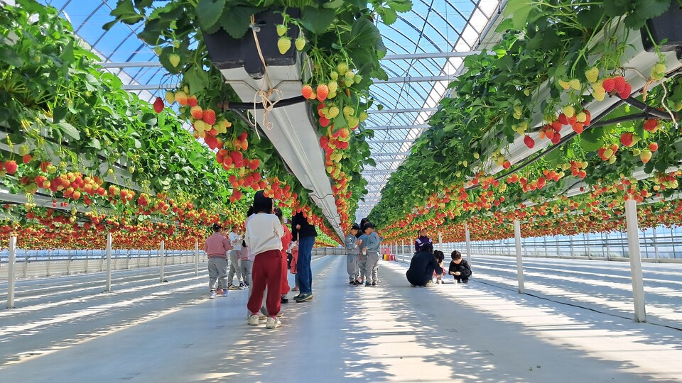 유치원-초1 '유초이음' 딸기따기 체험, 마을이 교실되다 - 교육 | 코리아NEWS