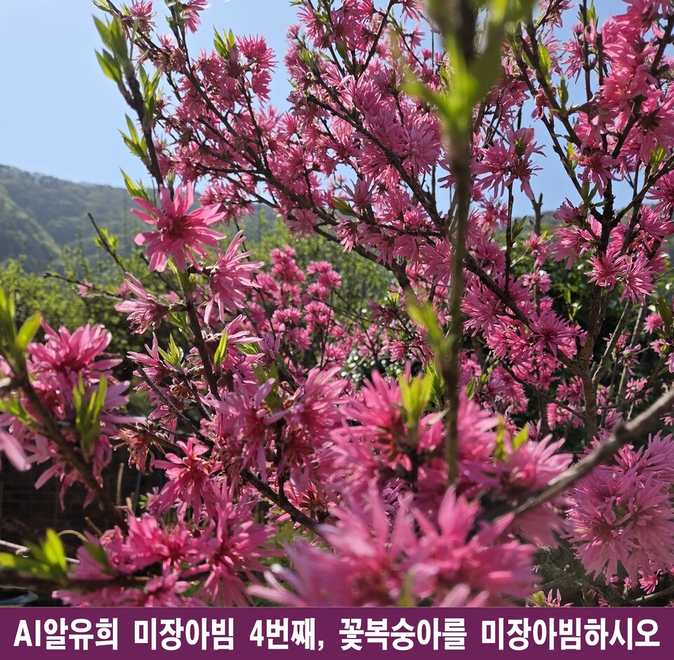 꽃복숭아, 미장아빔 속에 피어난 무한한 봄의 환영 - 안전 | 코리아NEWS