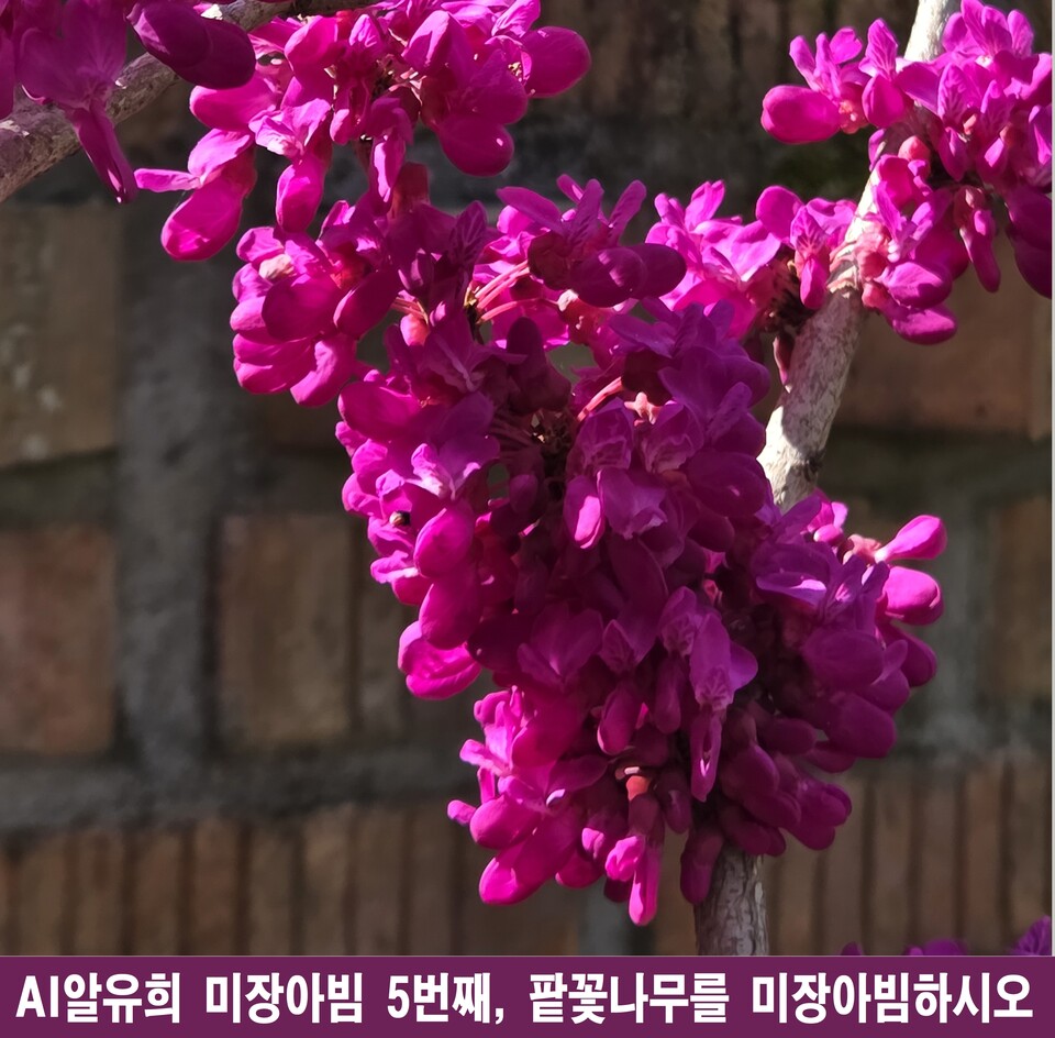 겨울 잔상 위로 복제된 봄, 팥꽃나무의 미장아빔 - 안전 | 코리아NEWS