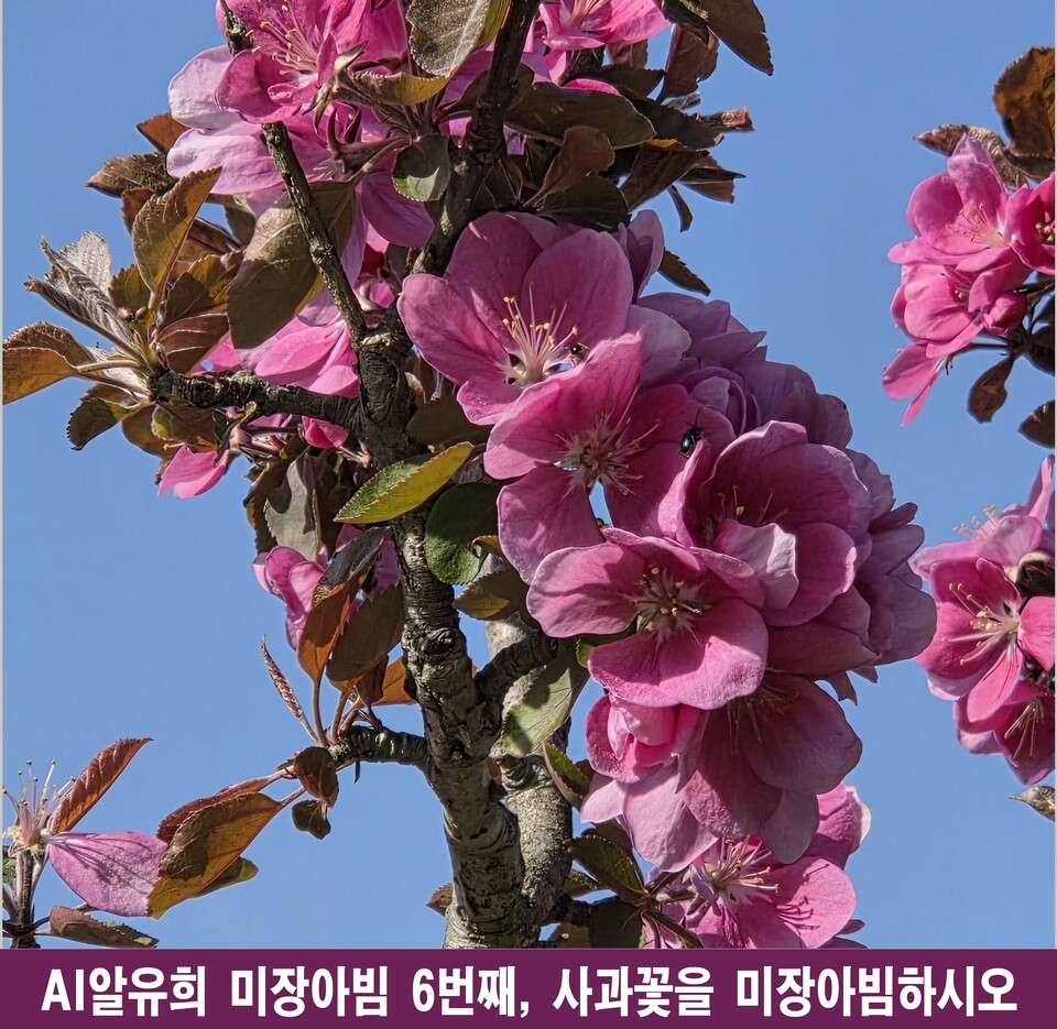 사과꽃의 무한 거울, 생명을 복제하는 미장아빔의 미학 - 안전 | 코리아NEWS