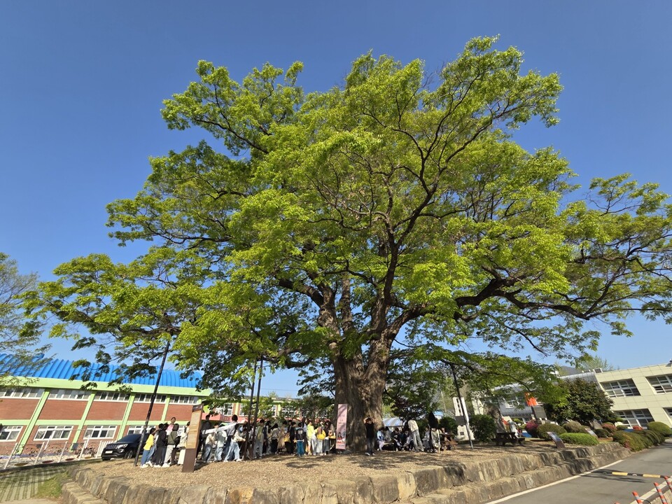 600년 느티나무 품에서 펼친 감성 독서 ‘느티 북버스킹’ - 교육 | 코리아NEWS