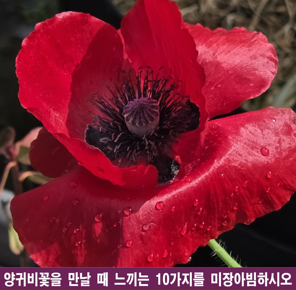 장미가 양귀비꽃을 마주하고 본 10가지 심연과 무장해제의 미학