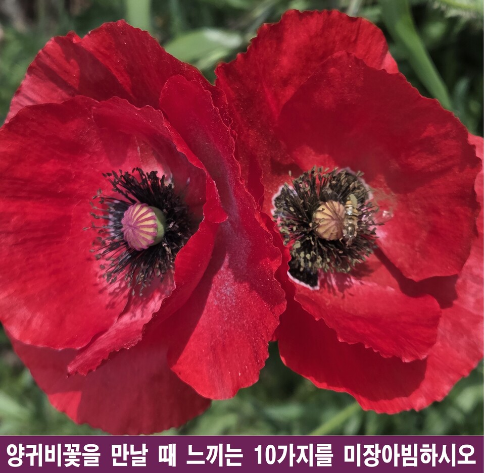 선혈의 데칼코마니, 교단에서 흘린 피가 붉게 번진다
