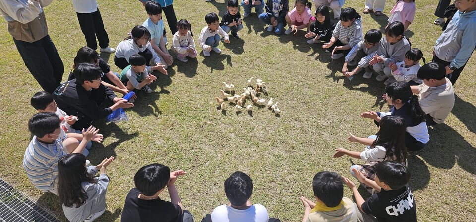 책 읽고 병아리 깨우며 생명 존중 배운 장평초 ‘병아리 날다’ - 교육 | 코리아NEWS