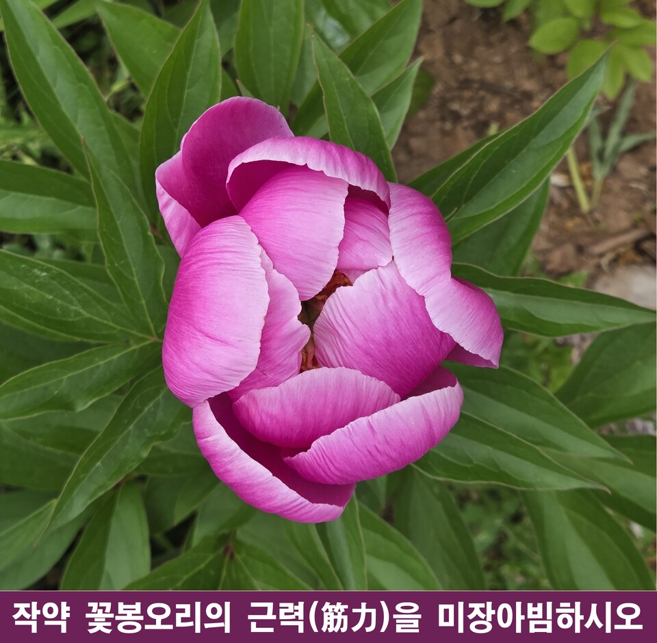 작약의 근력을 미학으로 해부한 10가지 미장센