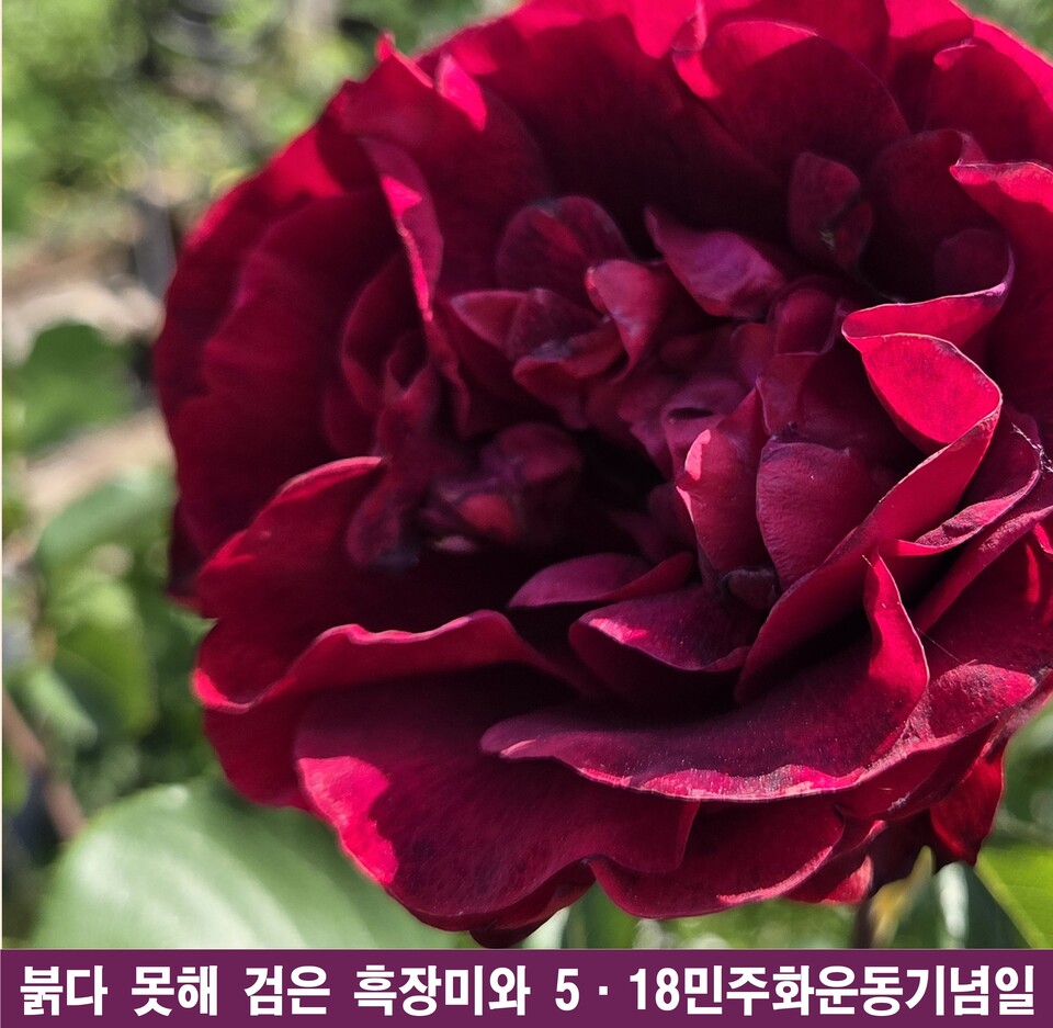 흑장미의 항거, 46주년 5·18 민주화운동의 세 가지 약속 - 교육 | 코리아NEWS
