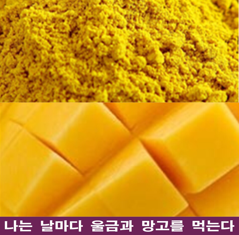 퇴직 후 일상에 찾아온 우울과 고통, 그리고 나의 구원 ‘울금망고’ - 문화 | 코리아NEWS