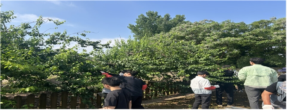 도포초 매실 체험, 수확의 기쁨에서 나눔의 행복까지 - 교육 | 코리아NEWS