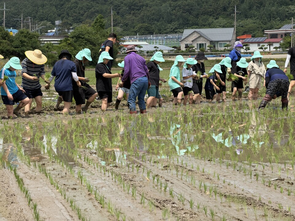 초등생들의 신나는 모내기, 교육발전특구 공동교육의 현장 - 교육 | 코리아NEWS