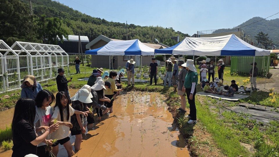 계곡초, 교육공동체와 함께한 모내기 체험으로 생태시민교육 실천 - 교육 | 코리아NEWS