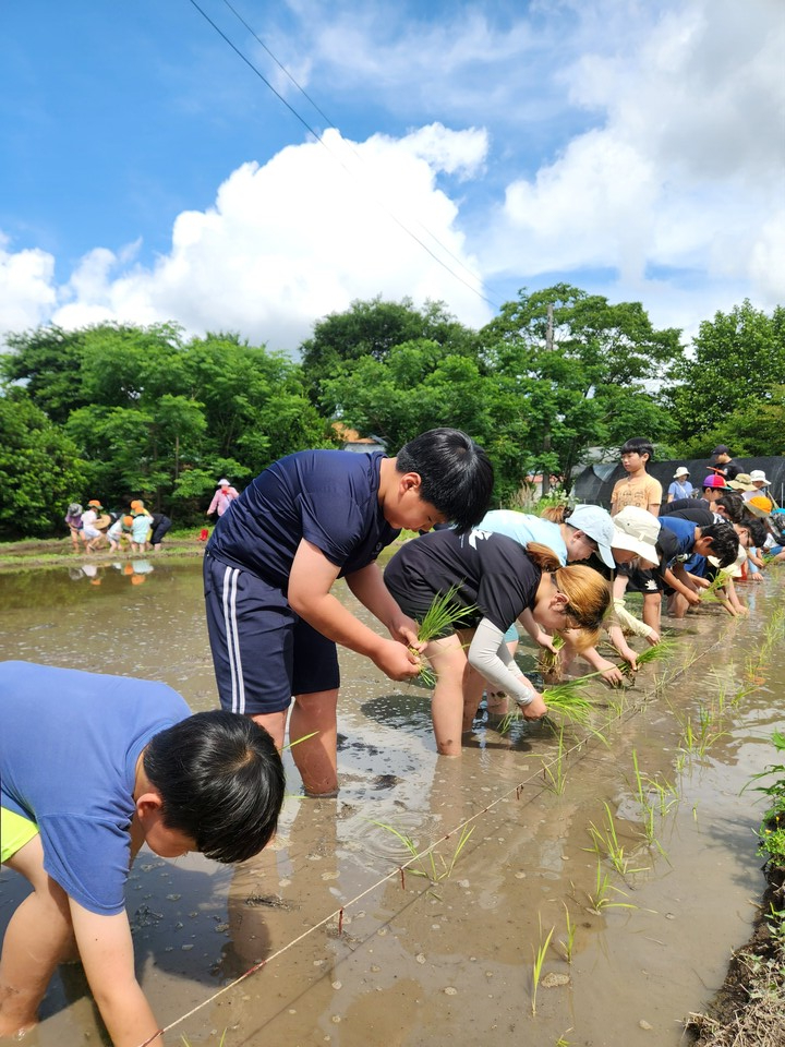절기에 맞춰 흙을 밟고…장흥남초, 토종벼 손모내기 축제 - 교육 | 코리아NEWS