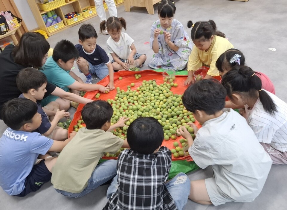 순천성남초·유치원, 전통 매실청 만들며 '이음' 배움 - 교육 | 코리아NEWS